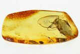 Giant Fossil Cockroach (Blattodea) In Baltic Amber - Rare! #315524-2